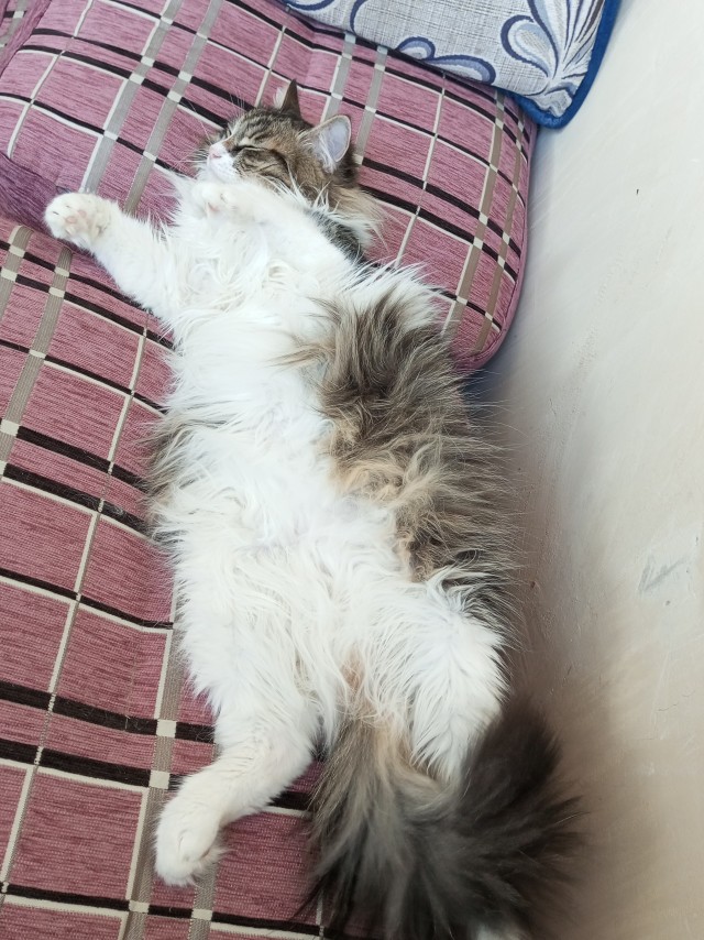 Спящие коты - это что-то с чем-то