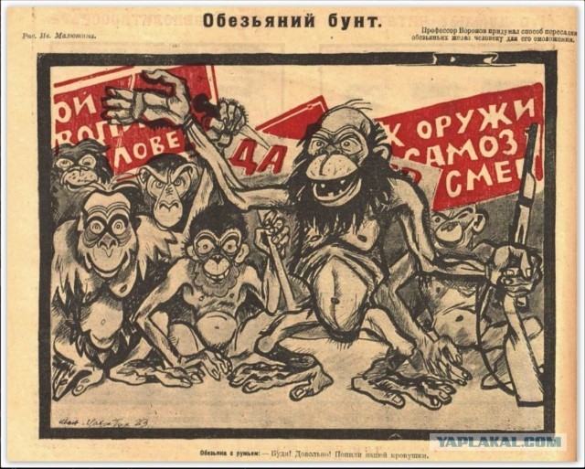 Массовым побоищем закончился турнир по ММА в Дагестане
