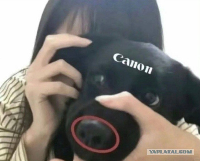 Ничего милее сегодня уже не будет: девушка подарила своему фотоаппарату новенький объектив, чему он очень обрадовался