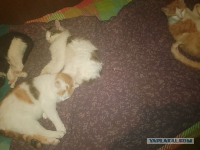 Жизнь домашнего приюта для котеек 537