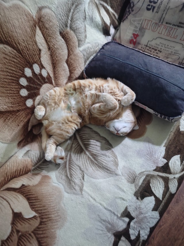 Спящий кот