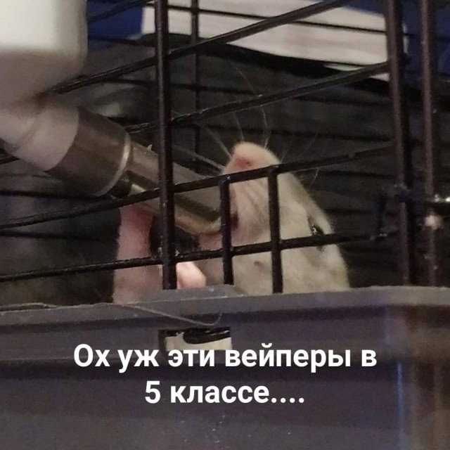 Быстрая деградация