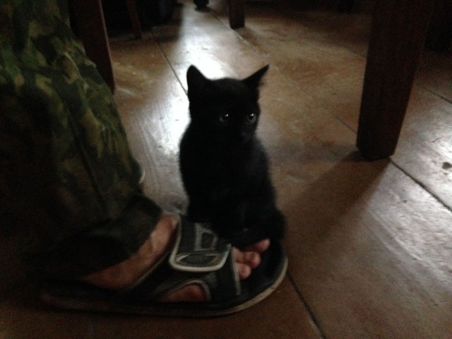 Котовторник