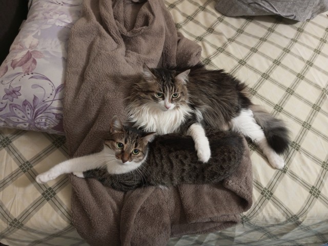 Кошачьи нежности