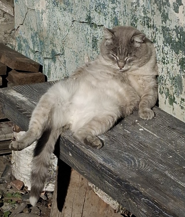 Ну раз котоффторник!