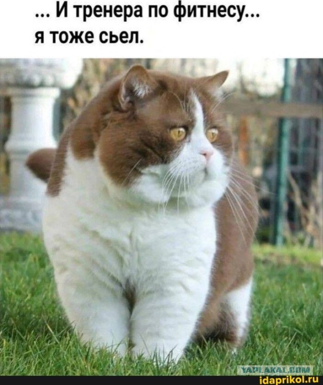 К котовторнику: подборка картинок-баянов с котиками и про котиков. Выпуск 22
