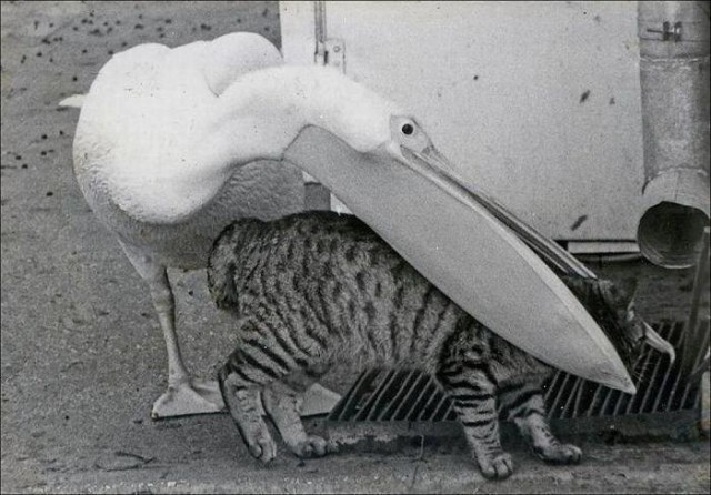 Котовторник наступил