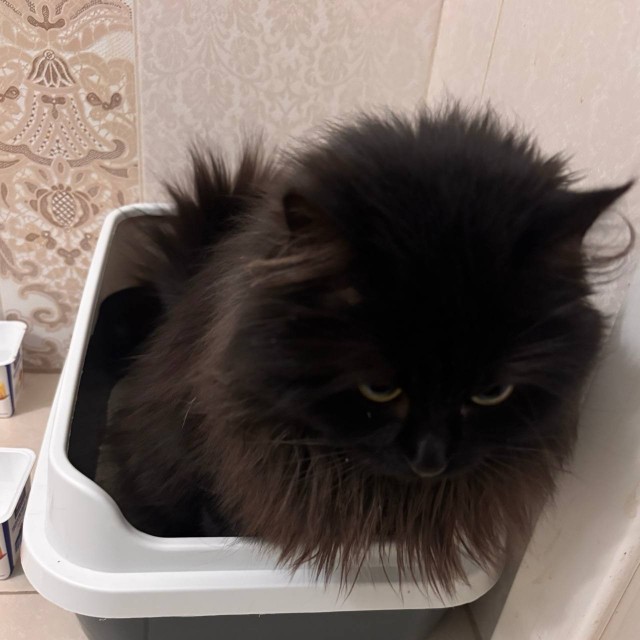 Котовторник