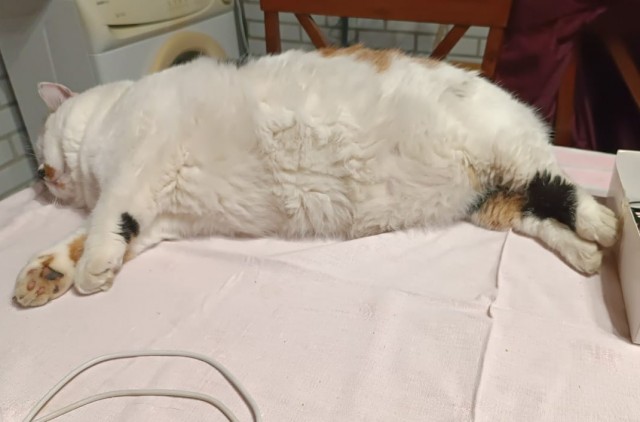 К котовторнику