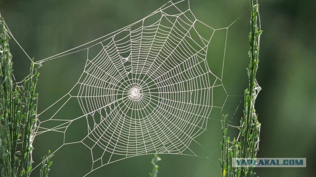 5 удивительных фактов о пауках⁠