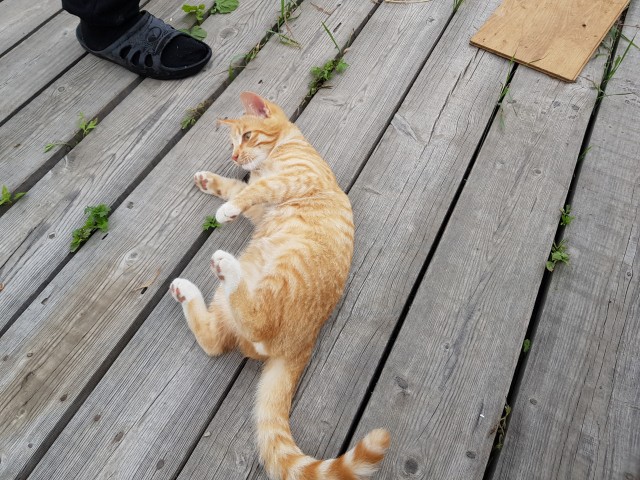 Пост про котов и кошек.