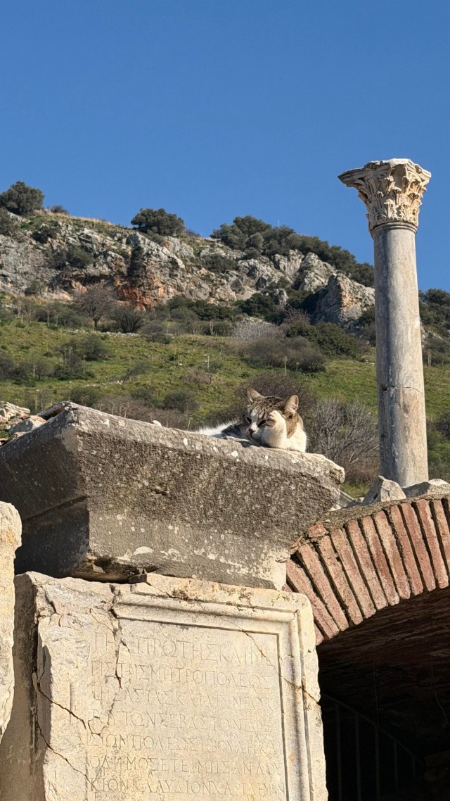 Кошки в развалинах Эфеса, Турция