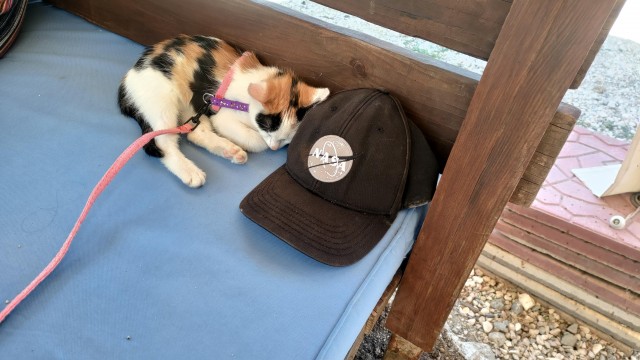 Котëнок с румынской дороги