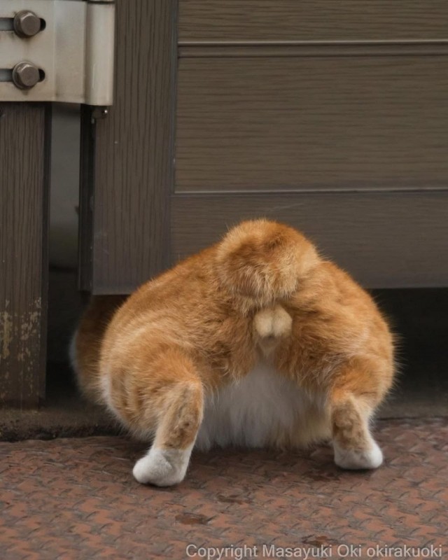 Котиков много не бывает))) отдохните от суетного мира
