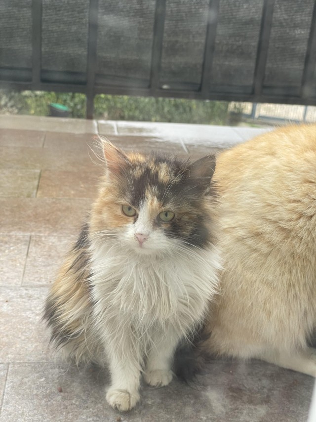 Рандомных фото котов тред
