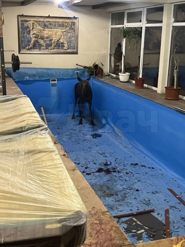 Заблудившийся лось пробил окно в частном доме и застрял в бассейне