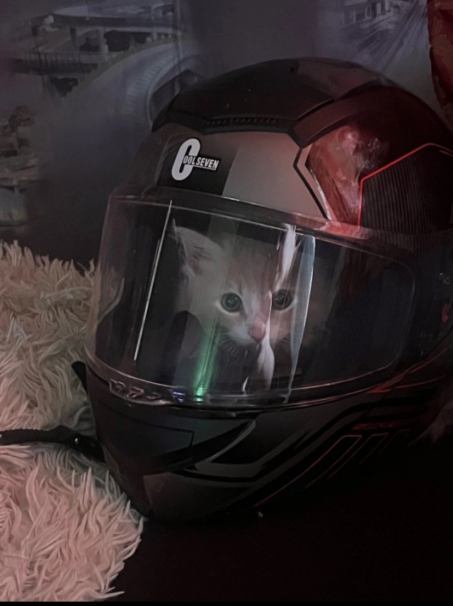 Котоциклист