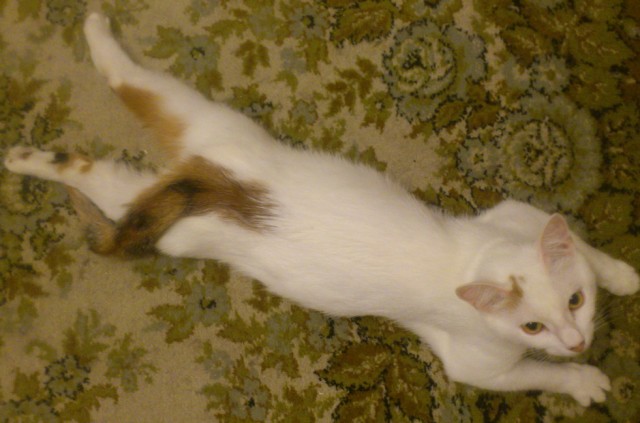 Котейка, который не знает как лежат котейки