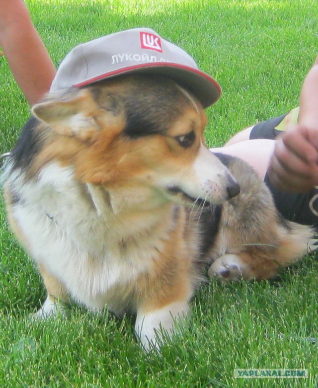 В мире животных