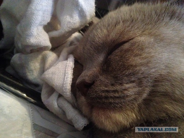 Котовторник  28.01.14