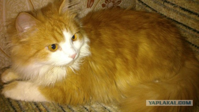 В США спасли котенка примерзшего к проезжей части
