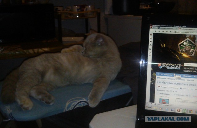 Котовторник 04.03.2014