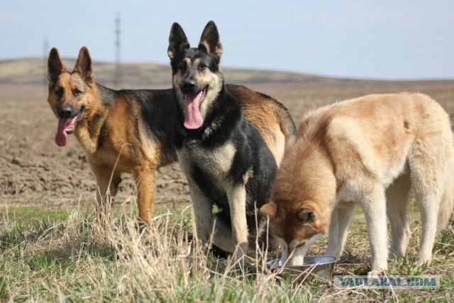 Собачки: русская борзая