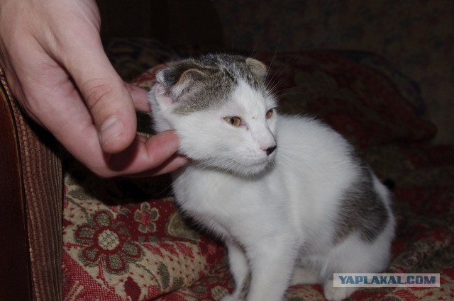 Кто любит котеек так как я?