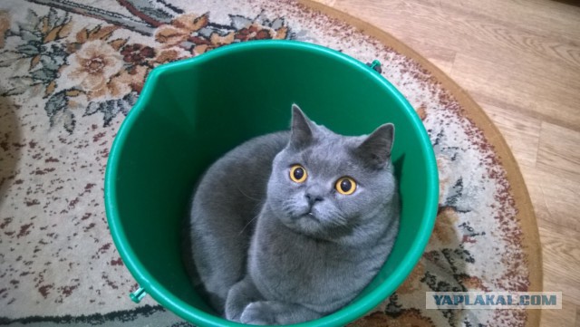 Котовторник 18.11.2014
