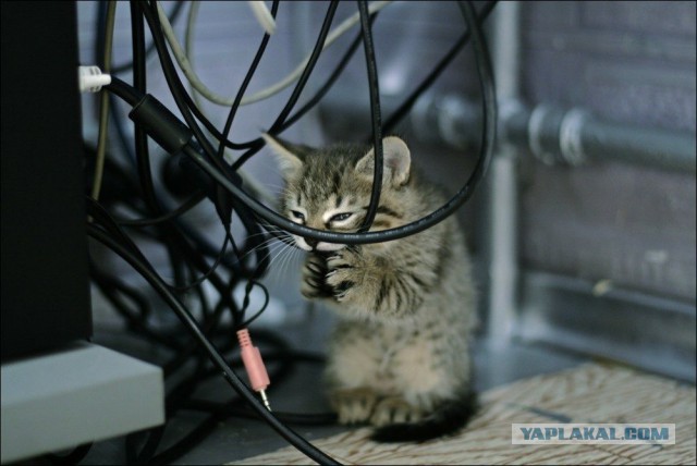 Кошачий Hardcore