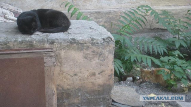 Котовторник 04.08.2015