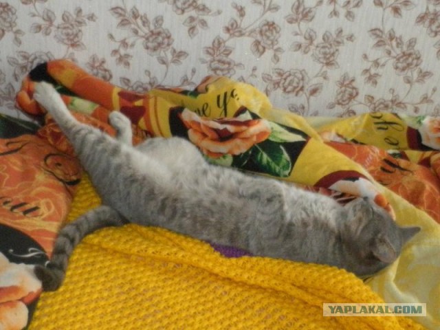 Привет кошатникам!