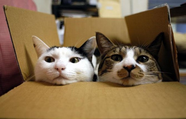 Коты, кошки, котята