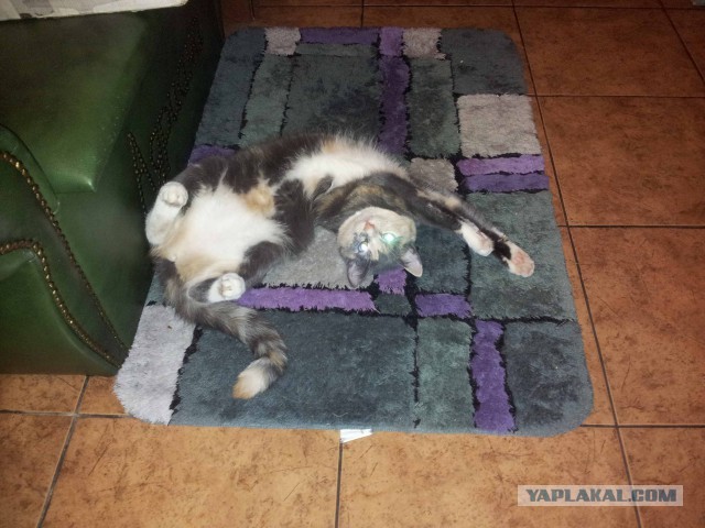 Котовторник 24.11.2015