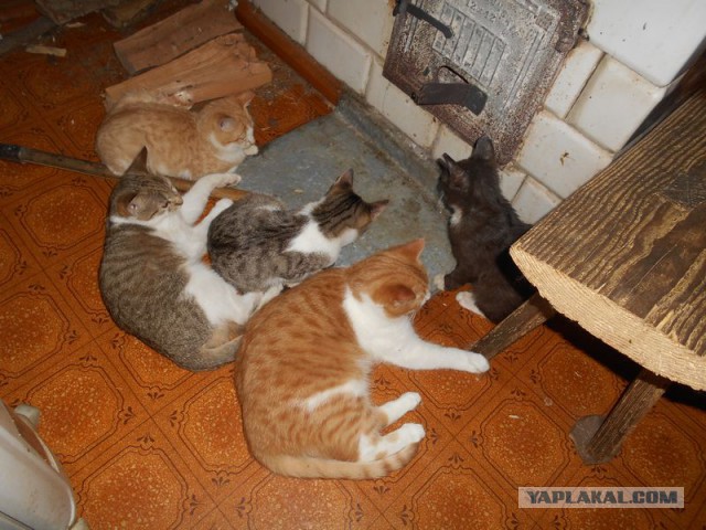 Жизнь домашнего приюта для котеек 95