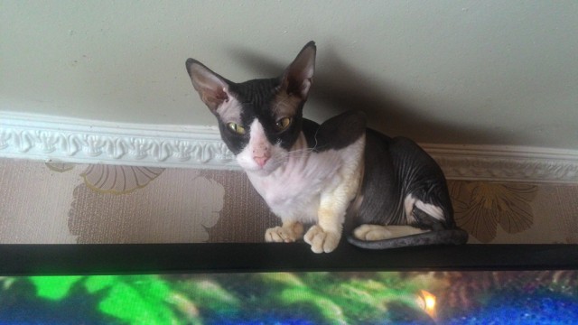 Котовторник