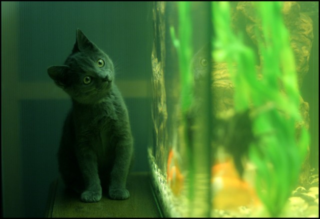 Коты, кошки, котята