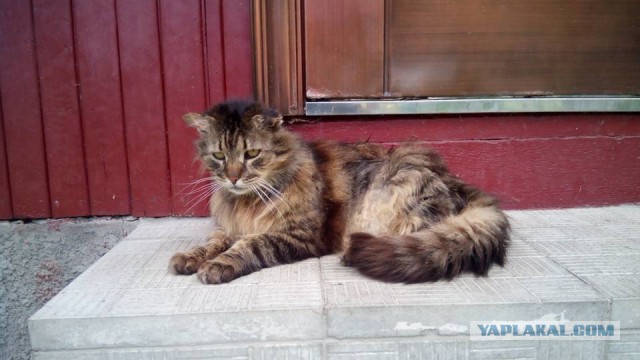 Кото-вторник 24 Мая 2016го :)