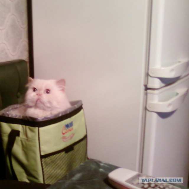 Ваши фотки котов на телефон
