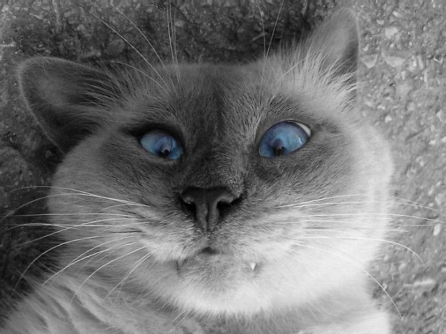 Косоглазые котики