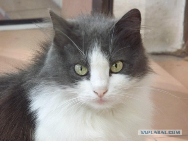 Котовторник 25.10. 2016