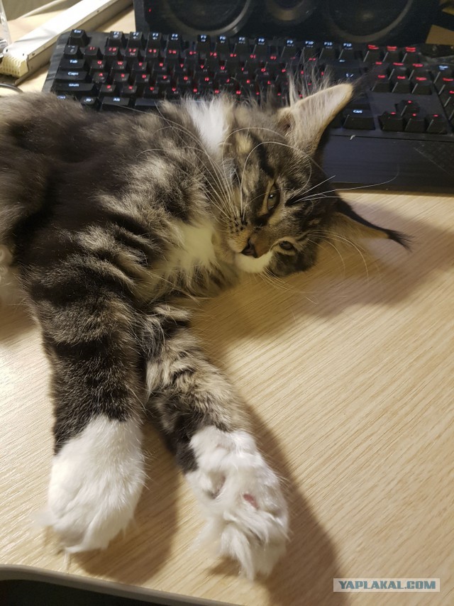 Котовторник 08.11.2016