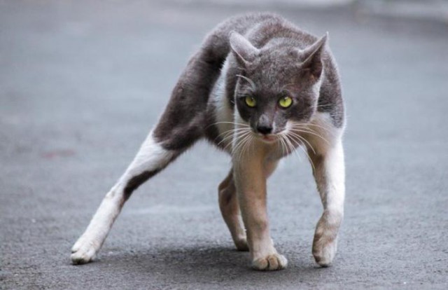 Коты из сети