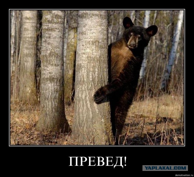 Как в зимнем лесу живется?
