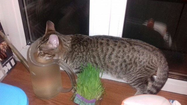 Котовторник 14.03.2017