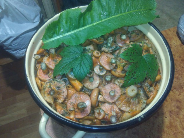 Якутские маслята.
