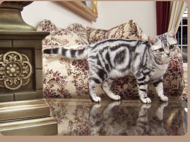 Коты и Кошки