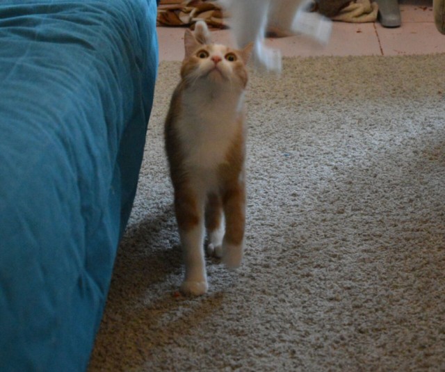 Коты и Кошки