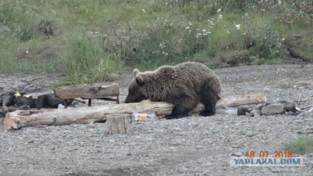 Что делать при встрече с медведем