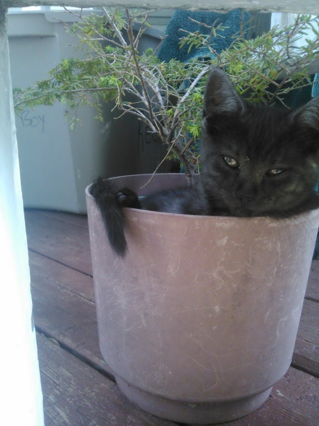Коты и Кошки